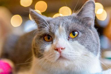 《有氧拳击 feat. 初音未来》将于7月12日推出中文版